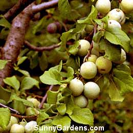 Prunus