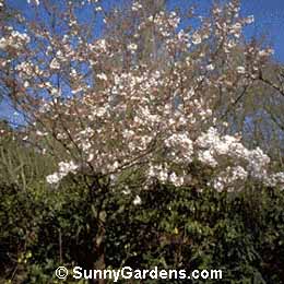Prunus, Kwanzan Cherry, Prunus serrulata 'Kwanzan', Kanzan