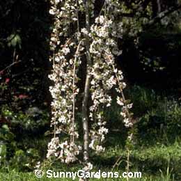 Prunus, Snow Fountains Weeping Cherry, Prunus x Snow Fountains 'Snowfozam'