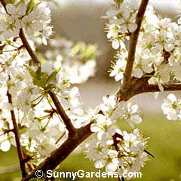 Prunus americanum, American Plum, Red Plum, River Plum