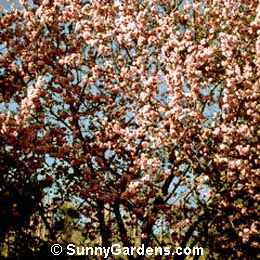 Prunus x blireiana, Floweing Plum