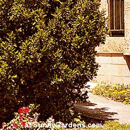 Prunus caroliniana, Dwarf Carolina Cherry Laurel