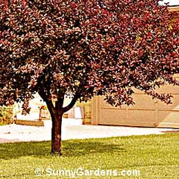 Prunus cerasifera, Cherry Plum