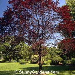 Prunus cerasifera, Thundercloud Plum, Purple-Leafed Plum
