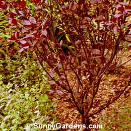 Prunus x cistena, Purpleleaf Sand Cherry