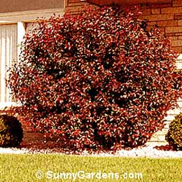 Prunus x cistena, Sand Cherry, Purple Leaf Sand Cherry