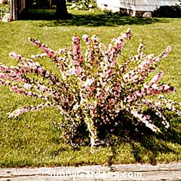 Prunus glandulosa, Pink Flowering Almond
