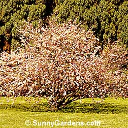 Prunus glandulosa, Pink Flowering Almond, Prunus glandulosa 'Sinensis', Prunus glandulosa