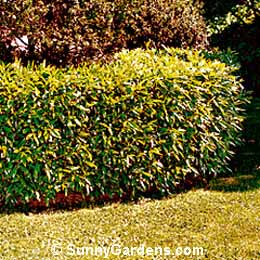 Prunus laurocerasus, English Laurel, Cherry Laurel