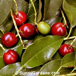 Prunus lyonii, Catalina Cherry, Prunus integrifolia