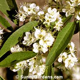 Prunus nigra, Canadian Plum, Prunus emarginata, Canada Plum