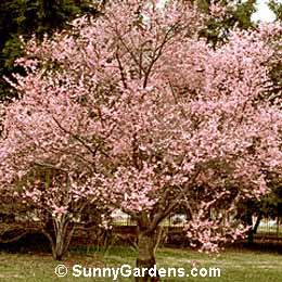 Prunus okame, Prunus 'Okame'