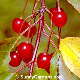 Prunus pennsylvanica, Pin Cherry, Fire Cherry, Bird Cherry