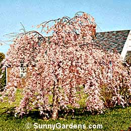 Prunus persica, Peach