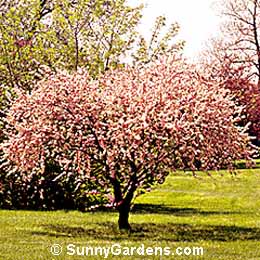 Prunus persica, Cardinal Peach, Peach