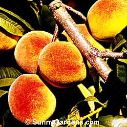 Prunus persica