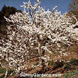 Prunus salicina, Japanese Plum