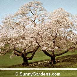 Prunus sargentii, Sargent Cherry