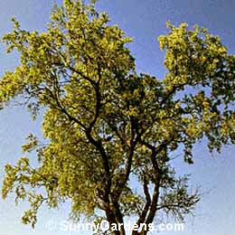 Prunus serotina, Black Cherry, Rum Cherry, Wild Cherry