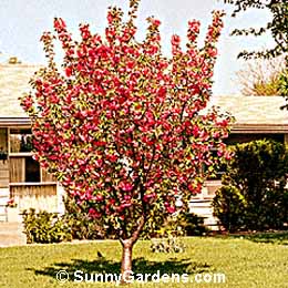 Prunus serrulata, Kwanzan Flowering Orie Cherry, Prunus serrulata 'Sekiyama'