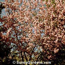 Prunus serrulata, Japanese Flowering Cherry, Oriental Cherry