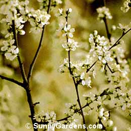 Prunus spinosa, Sloe, Blackthorn
