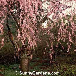 Prunus subhirtella, Higan Cherry, Single Weeping Cherry, Rosebud Cherry