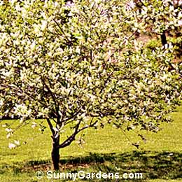 Prunus virginiana, Common Chokecherry, Virginian Bird Cherry