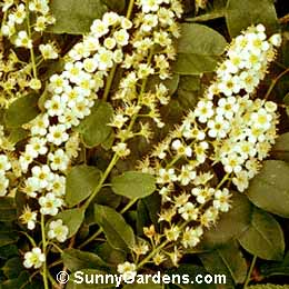Prunus virginiana demissa, Western Choke-Cherry, Western Chokeberry