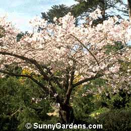 Prunus x yedoensis, Yoshino Cherry, Tokyo Cherry