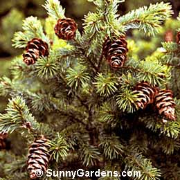 Pseudotsuga menziesii, Douglas Fir, Douglas Spruce, Oregon Pine