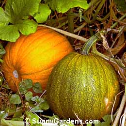 Cucurbita pepo, Pumpkin