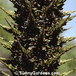 Puya berteroniana