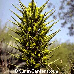 Puya chilensis