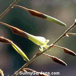 Puya ferruginea