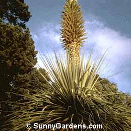 Puya raimondii