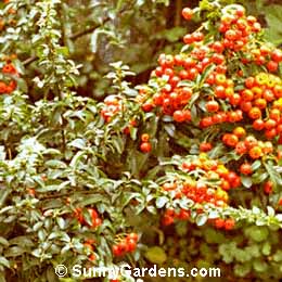 Pyracantha, Pyracantha, Fire Thorn, Buisson Ardent, Firethorn