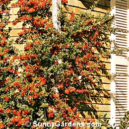 Pyracantha x, Pyracantha, Firethorn