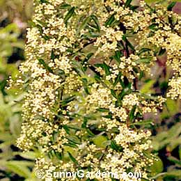 Pyracantha coccinea, Scarlet Firethorn, Firethorn