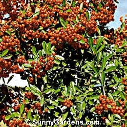 Pyracantha coccinea, Kasan Firethorn, Firethorn