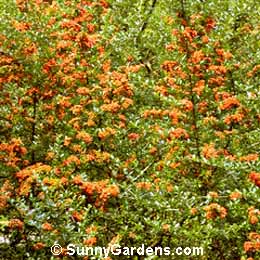 Pyracantha coccinea, Pyracantha, Fire Thorn, Buisson Ardent, Firethorn