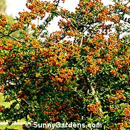 Pyracantha coccinea, Pyracantha, Firethorn