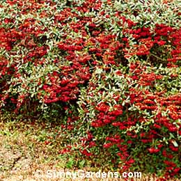 Pyracantha fortuneana, Graber's Pyracantha, Pyracantha crenatoserrata, Chinese Firethorn, Firethorn