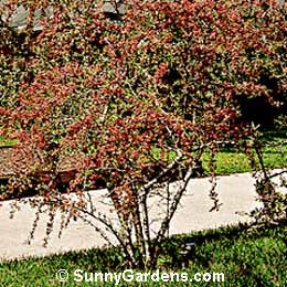 Pyracantha koidzumii, Pyracantha, Firethorn