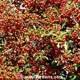 Pyracantha koidzumii, Pyracantha, Pyracantha 'Victory', Firethorn