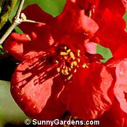 Chaenomeles, Flowering Quince, Japanese Quince, Japonica