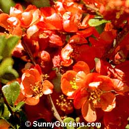 Chaenomeles, Flowering Quince, Japanese Quince, Japonica