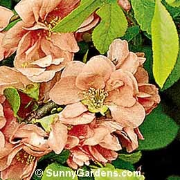 Chaenomeles speciosa, Flowering Quince