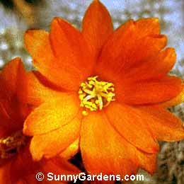 Rebutia fiebrigii, Rebutia muscula