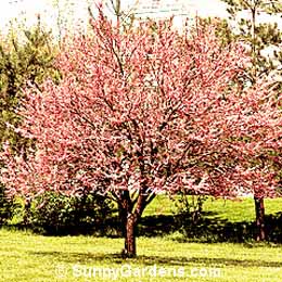Cercis canadensis, Eastern Redbud, Judas Tree